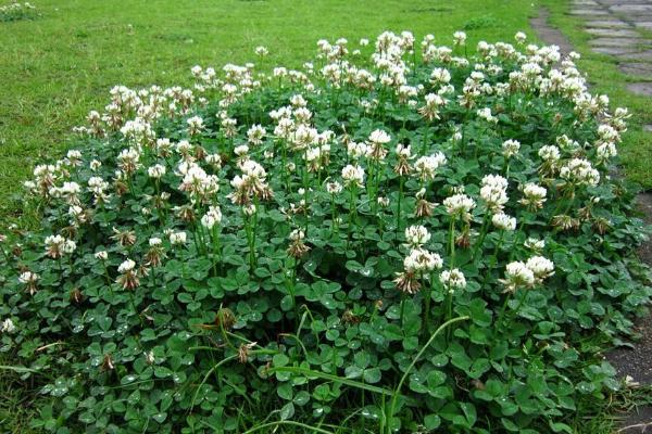 白車軸草什么時候開花 白車軸草花期是幾月