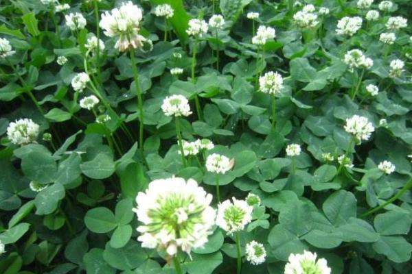 白車軸草什么時候開花 白車軸草花期是幾月