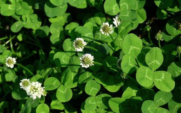 白車軸草什么時候開花 白車軸草花期是幾月