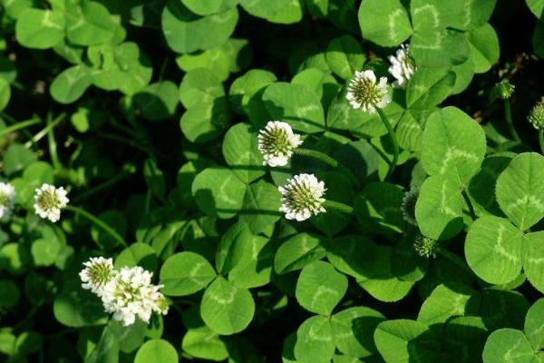 白車軸草種子市場價格多少錢一斤 白車軸草播種繁殖