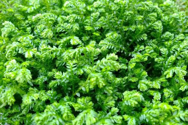 翠云草吸甲醛嗎 翠云草能凈化空氣嗎