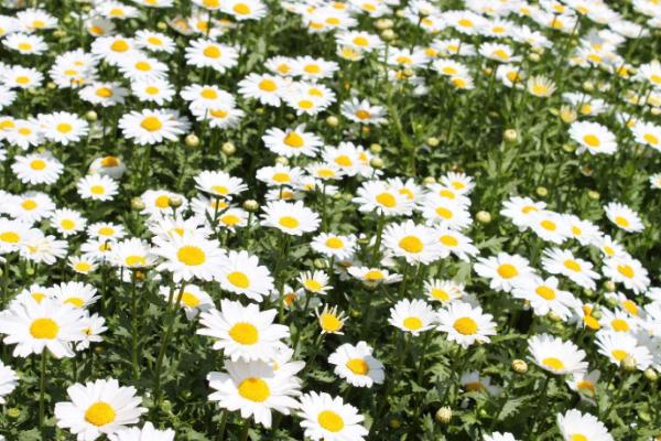 雛菊圖片大全 雛菊花語及寓意