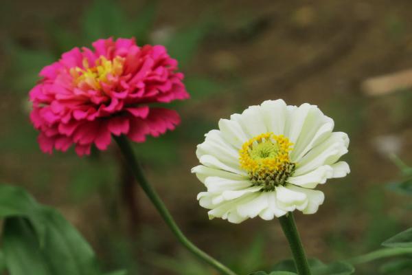 百日草什么時候開花 百日草花期是幾月