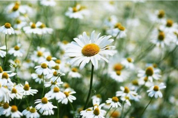 雛菊種子市場價格多少錢一斤 雛菊如何播種