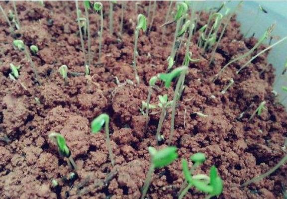 雛菊種子市場價格多少錢一斤 雛菊如何播種