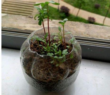 雛菊種子市場價格多少錢一斤 雛菊如何播種