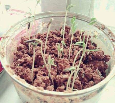 雛菊種子市場價格多少錢一斤 雛菊如何播種