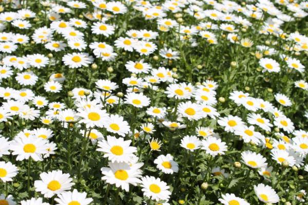 雛菊種子市場價格多少錢一斤 雛菊如何播種