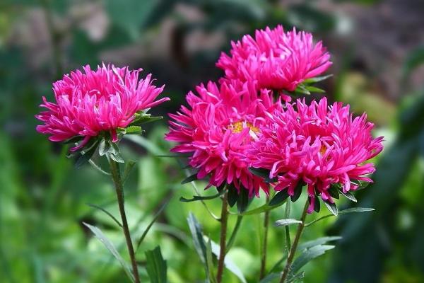 翠菊的種植方法與注意事項(xiàng) 翠菊的繁殖方式