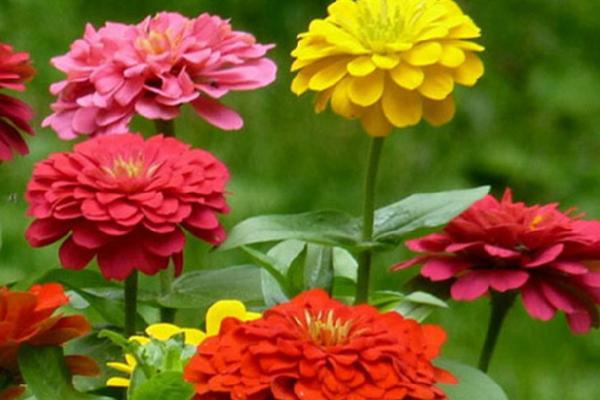 百日草什么時候開花 百日草花期是幾月