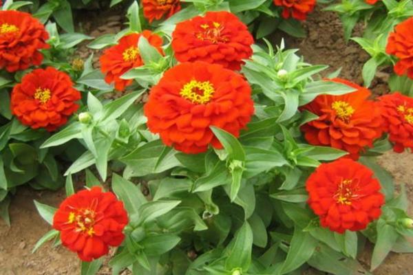 百日草什么時候開花 百日草花期是幾月