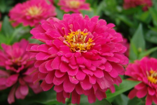 百日草什么時候開花 百日草花期是幾月