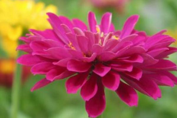 百日草什么時候開花 百日草花期是幾月