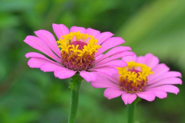 百日草什么時候開花 百日草花期是幾月
