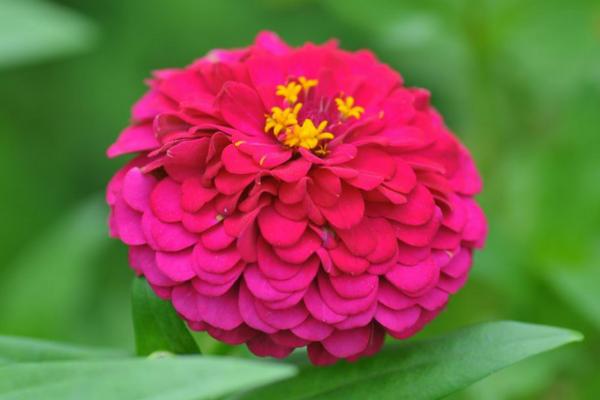 百日草什么時候開花 百日草花期是幾月