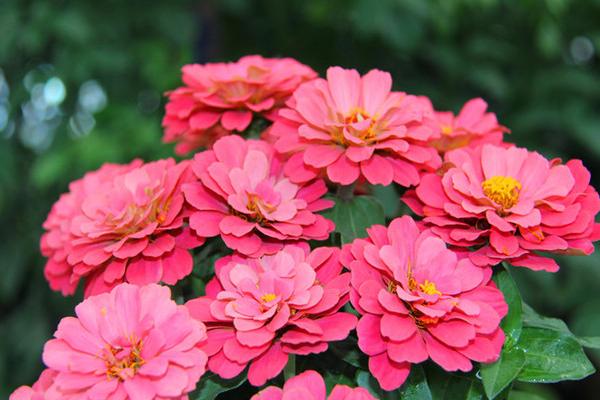百日草什么時候開花 百日草花期是幾月