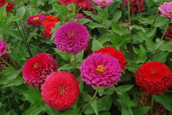 百日草什么時候開花 百日草花期是幾月