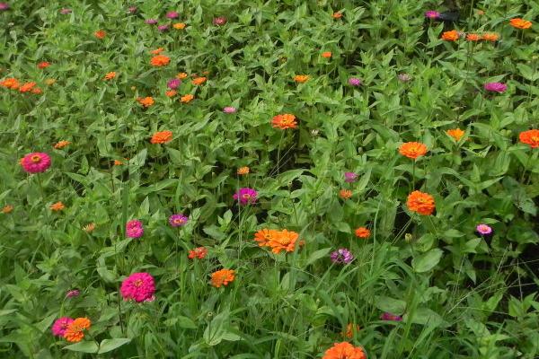 百日草什么時候開花 百日草花期是幾月