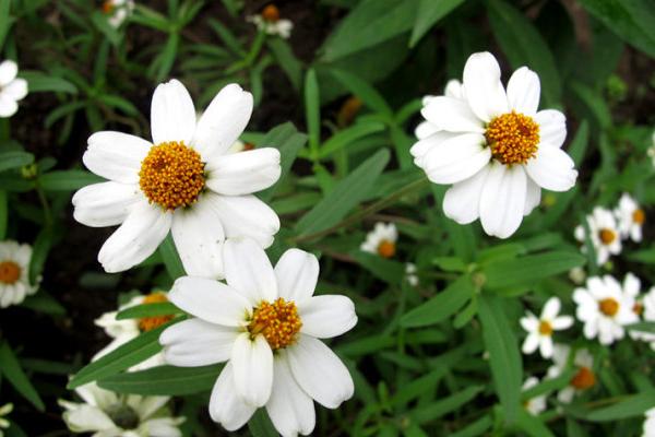 百日草什么時候開花 百日草花期是幾月