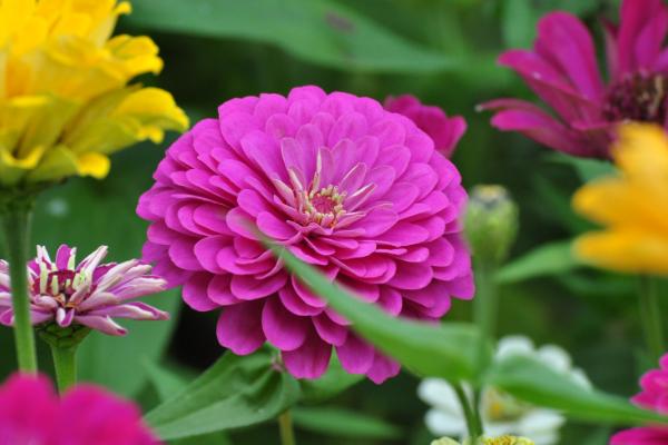 百日草什么時候開花 百日草花期是幾月