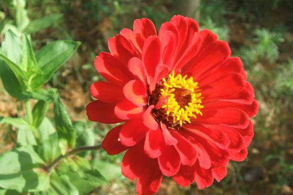 百日草什么時候開花 百日草花期是幾月