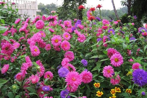 翠菊和雛菊的區(qū)別是什么 雛菊的功效作用
