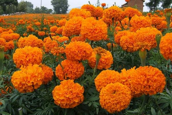 萬壽菊功效與作用及禁忌 萬壽菊藥用價值