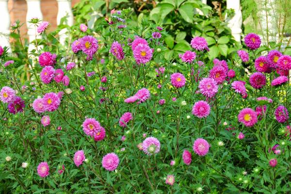 翠菊種子怎么播種 翠菊繁殖方法