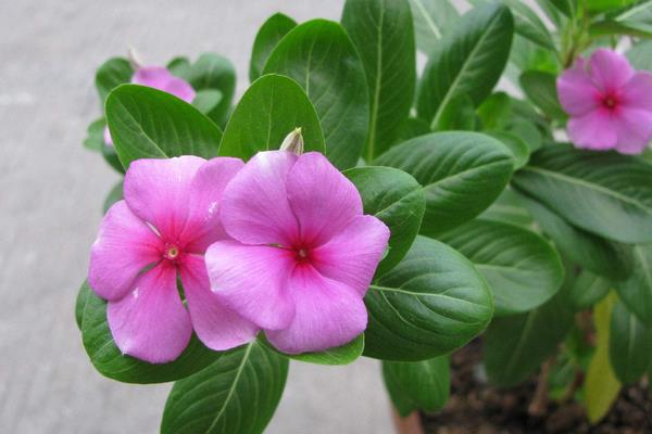 長春花種子市場價格多少錢一斤  長春花如何播種