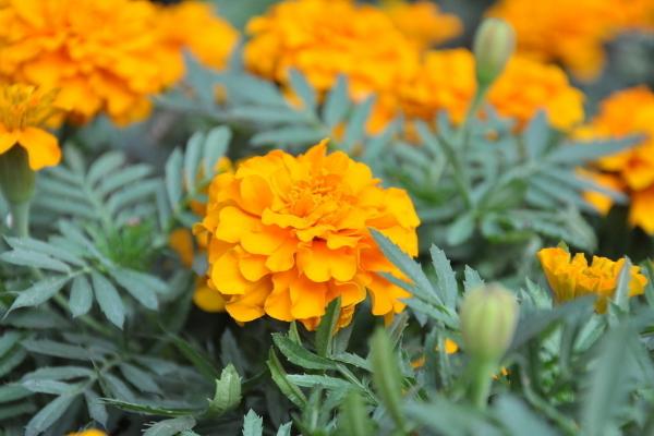 萬壽菊畝產多少斤 一畝萬壽菊能賣多少錢