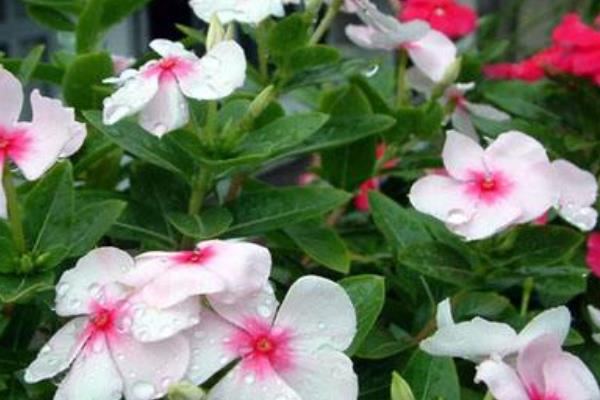 長春花有毒嗎  長春花的品種