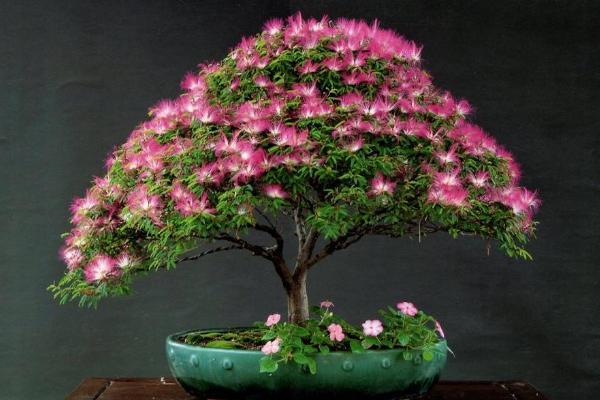 合歡花市場價格多少錢一盆 合歡花的價值