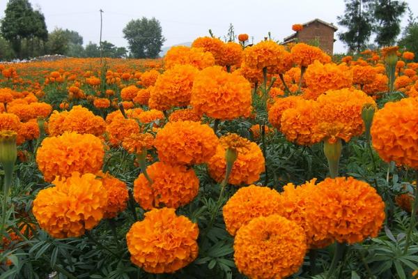 萬壽菊畝產多少斤 一畝萬壽菊能賣多少錢