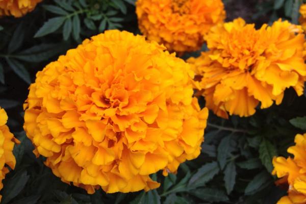 萬壽菊畝產多少斤 一畝萬壽菊能賣多少錢