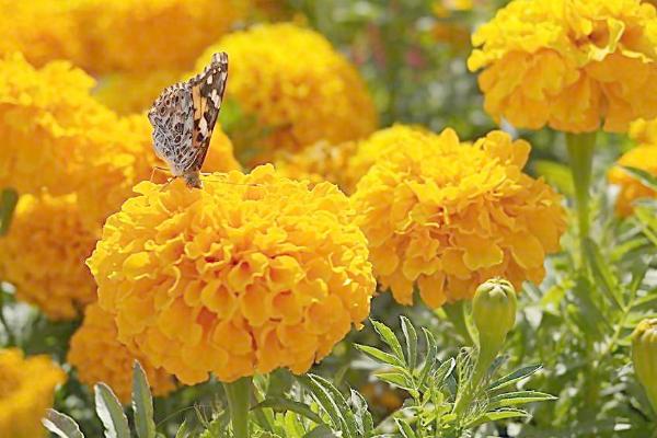 萬壽菊畝產多少斤 一畝萬壽菊能賣多少錢