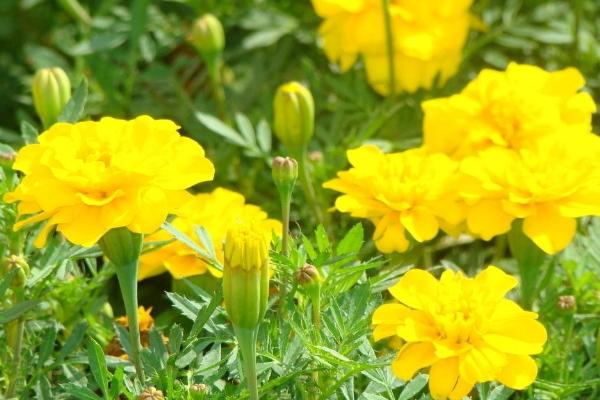 萬壽菊畝產多少斤 一畝萬壽菊能賣多少錢