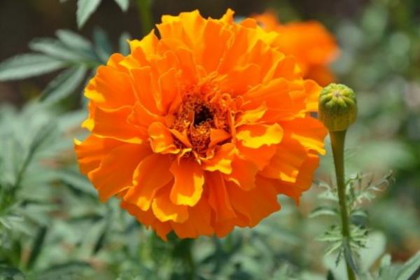 萬壽菊畝產多少斤 一畝萬壽菊能賣多少錢