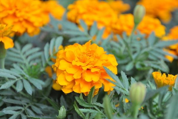 萬壽菊什么時候開花 萬壽菊花期是幾月