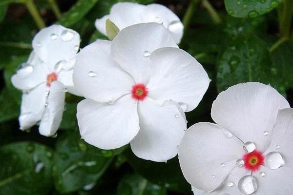 長春花什么時候播種（幾月）  長春花的花期