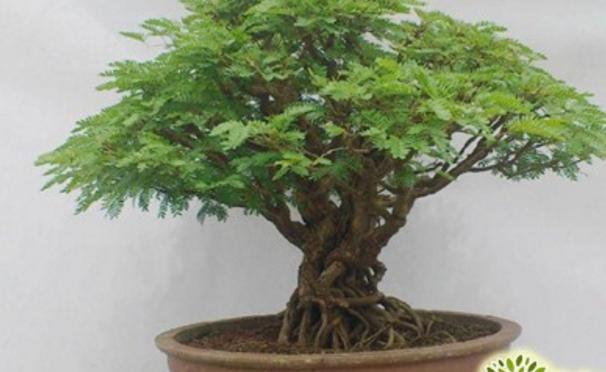 合歡花市場價格多少錢一盆 合歡花的價值