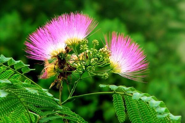 合歡花市場價格多少錢一盆 合歡花的價值