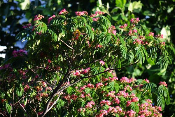 合歡花市場價格多少錢一盆 合歡花的價值
