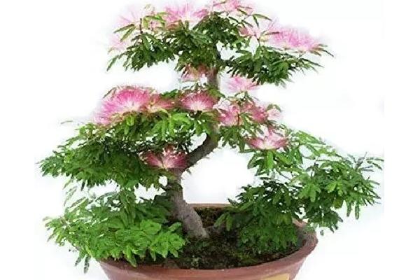 合歡花市場價格多少錢一盆 合歡花的價值