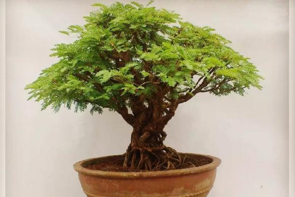 合歡花市場價格多少錢一盆 合歡花的價值