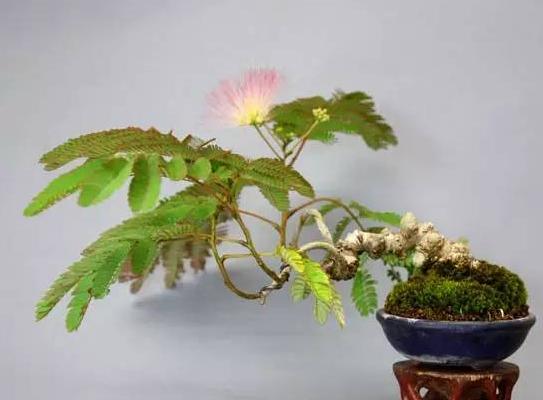 合歡花市場價格多少錢一盆 合歡花的價值