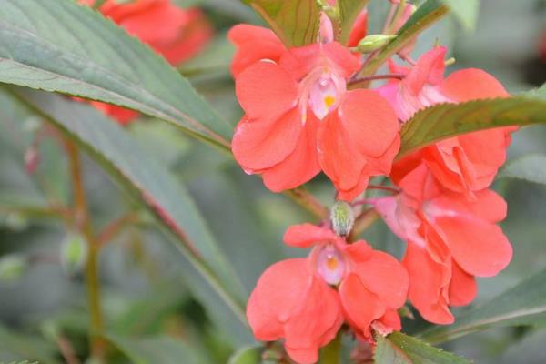 鳳仙花怎么養 鳳仙花養殖方法與注意事項