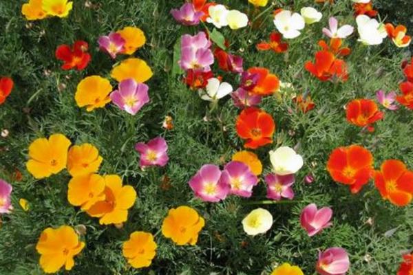 花菱草怎么種 花菱草種植方法與注意事項