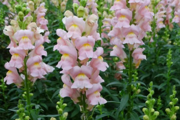 金魚草作用與市場價值 金魚草的繁殖方法