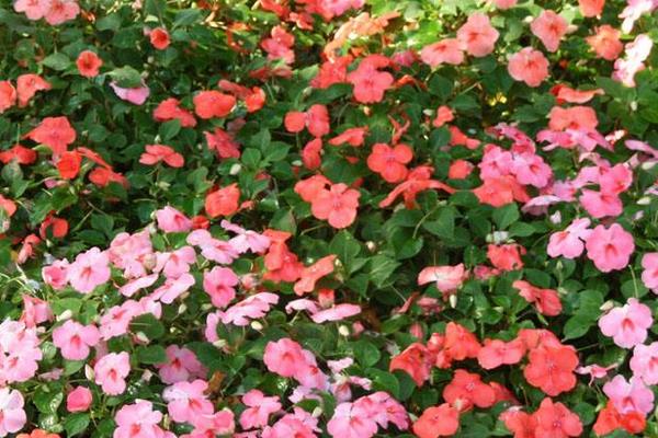 鳳仙花圖片大全 鳳仙花花語 鳳仙花特點