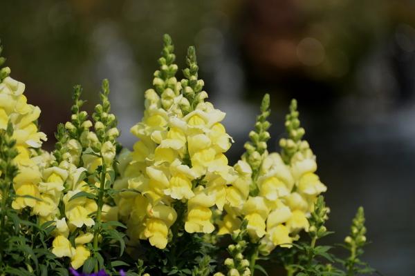 金魚草有毒嗎 金魚草能放在家庭臥室嗎